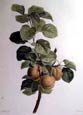 Pancrace Bessa - Apricots (Engraving)
