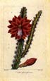 Pancrace Bessa - Cactus Speciosifsimus--Pancrace Bessa Fl