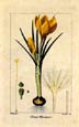 Pancrace Bessa - Crocus--Pancrace Bessa Flowers