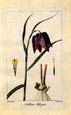 Pancrace Bessa - Fritillaria--Pancrace Bessa Flowers
