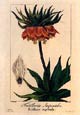Pancrace Bessa - Fritillaria Imperialis