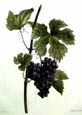 Pancrace Bessa - Grapes (Engraving)