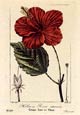 Pancrace Bessa - Hibiscus -Bessa