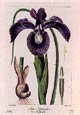 Pancrace Bessa - Iris Xiphioide-Bessa