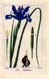 Pancrace Bessa - Iris--Pancrace Bessa Flowers