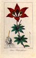 Pancrace Bessa - Lilium--Pancrace Bessa Flowers