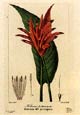 Pancrace Bessa - Parrot Tulip