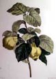 Pancrace Bessa - Pears (Engraving)