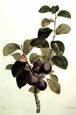 Pancrace Bessa - Plums (Engraving)