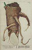 Pancrace Bessa - Pears (Engraving)