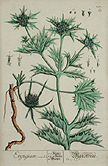 Eryngium