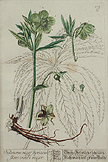 Helleborus Major