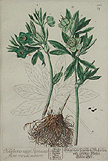 Helleborus Minor
