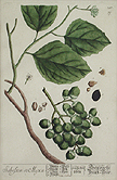 Sebesten et Myxa