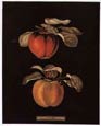 George Brookshaw - Apples