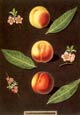 George Brookshaw - Fruit 2 of 4