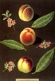 George Brookshaw - Fruit 1 of 4