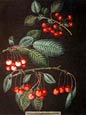 George Brookshaw - Fruit 6 of 12