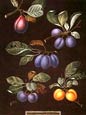 George Brookshaw - Fruit 7 of 12