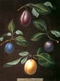 George Brookshaw - Fruit 8 of 12