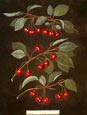 George Brookshaw - Fruit 9 of 12