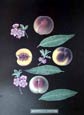 George Brookshaw - Peach