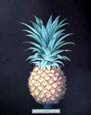 George Brookshaw - Pineapple
