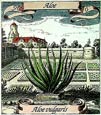 de Bry: Aloe