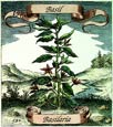 de Bry: Basil