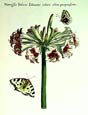 de Bry: Butterflies and Blossoms