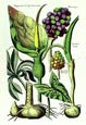 de Bry: Calla Lily
