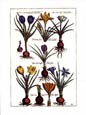de Bry: Crocii