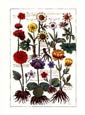 de Bry: Crocii