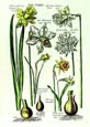 de Bry: Daffodil