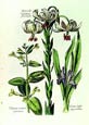 de Bry: Day Lily
