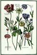 de Bry: Flowers