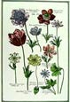 de Bry: Flowers