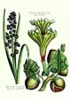 de Bry: Hyacinth