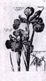 de Bry: Iris