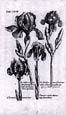 de Bry: Iris
