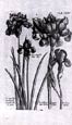 de Bry: Iris