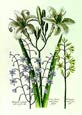 de Bry: Lily