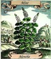 de Bry: Mint