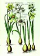 de Bry: Narcissus