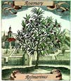 de Bry: Rosemary