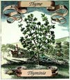 de Bry: Thyme