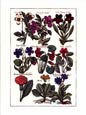 de Bry: Violets