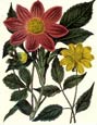 Sydenham Edwards - Flowers 1 of 8