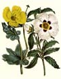 Sydenham Edwards - Flowers 2 of 8