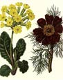 Sydenham Edwards - Flowers 4 of 8
